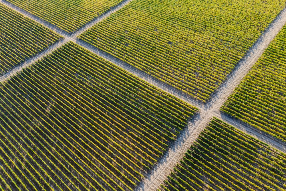 Aerial view showing rows of grape Vines in a vineyard, Landscape, Tojaj, Hungary.