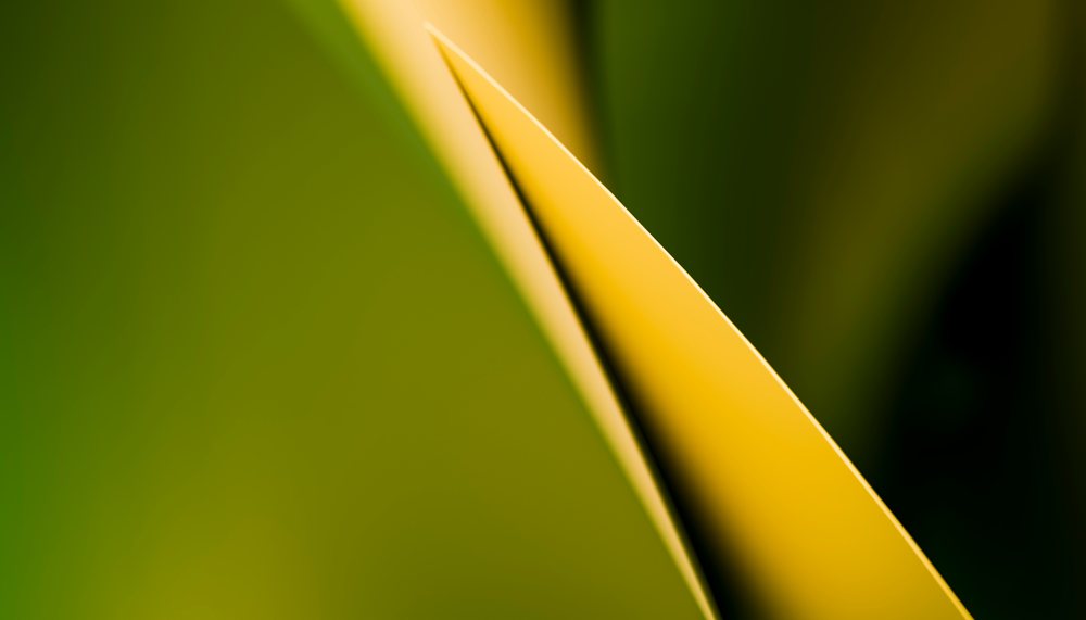 Yellow curved leaf close-up with a blurred green background showcasing natural botanical detail.