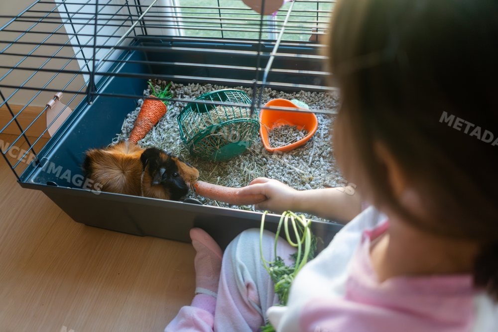 White Child feeding a guinea pig a carrot inside an indoor pet cage