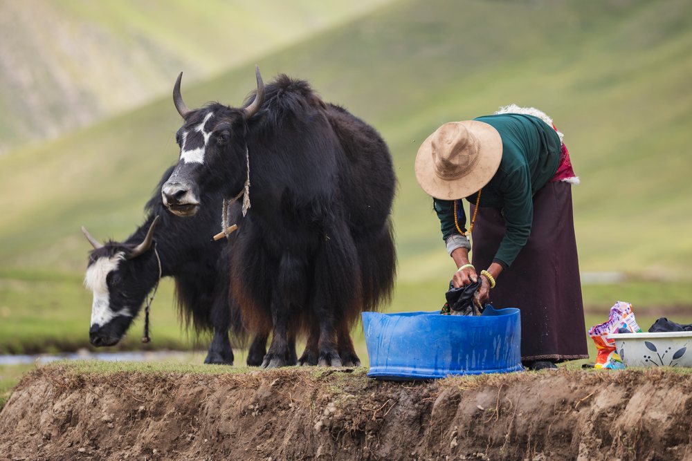 Tibetan nomadic woman washes clothes outdoors two black yaks in a green grassland, Kham Tibet, Sichuan Province, People's Republic of China.