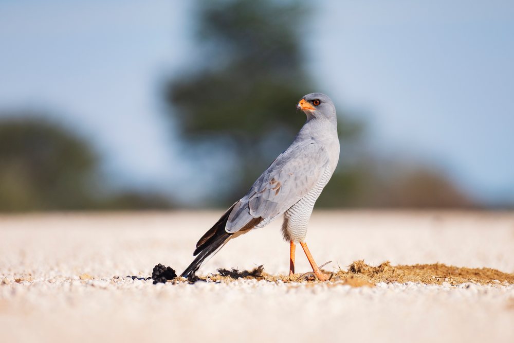 Pale Chanting Goshawk stands on stone-covered ground at Dolomite Camp, landscape, wildlife, Etosha National Park, Kunene Region, Namibia.