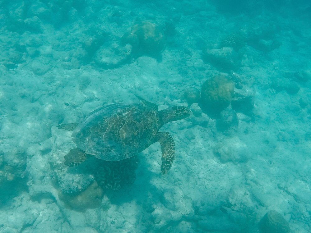 A sea turtle swimming above a coral reef in the clear ocean waters of the, Maldives.