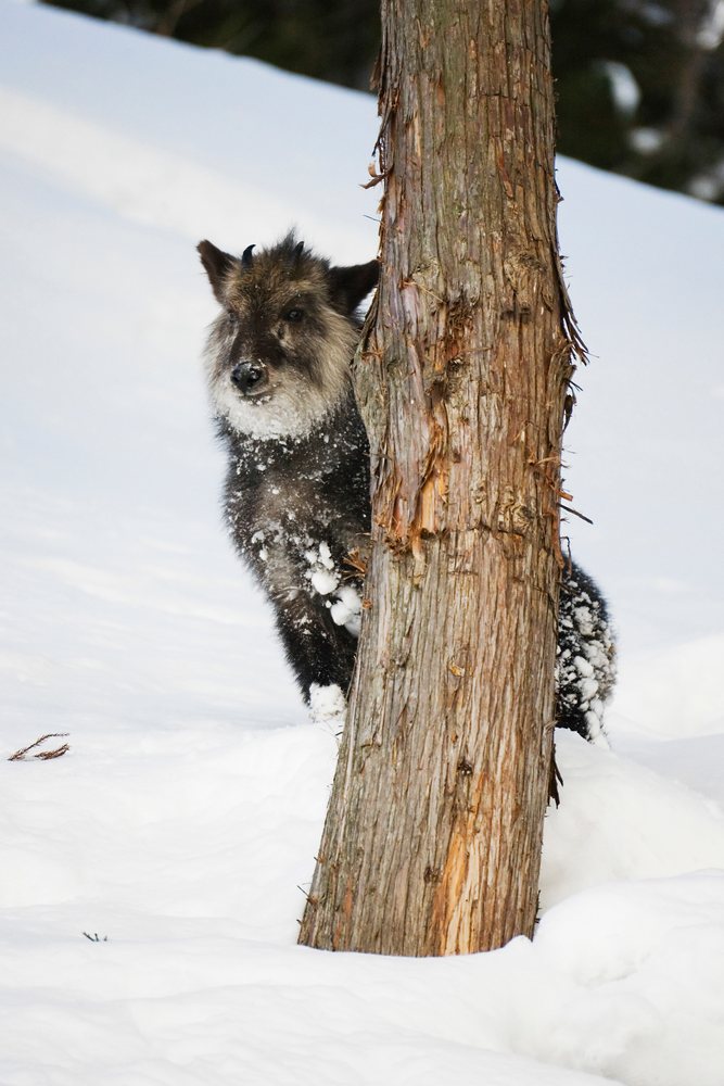 Japanese serow standing beside a tree trunk in snow during winter, Japan, Asia.