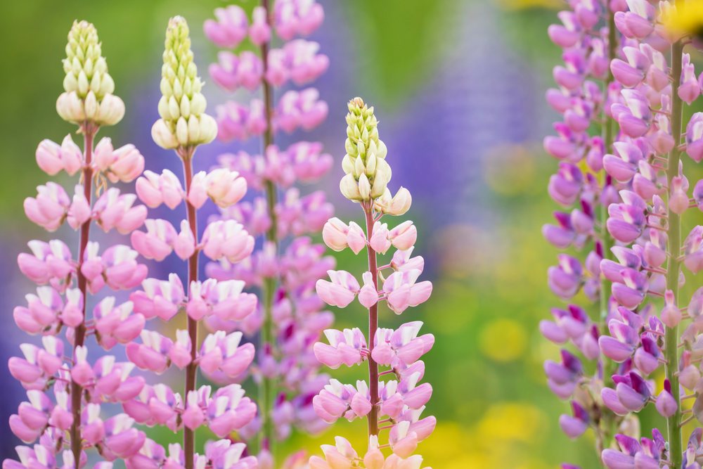 Pink and purple lupine flowers blooming in clusters on green stalks in a field, Landscape, Wildlife, Lifestyle, Summerford, Newfoundland & Labrador, Canada.