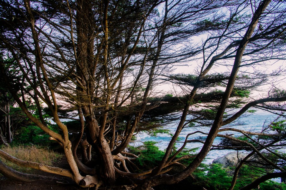 Twisted coastal trees with dense green foliage overlook a rocky Pacific Ocean shoreline on a northern California and Oregon hillside at sunset, USA.