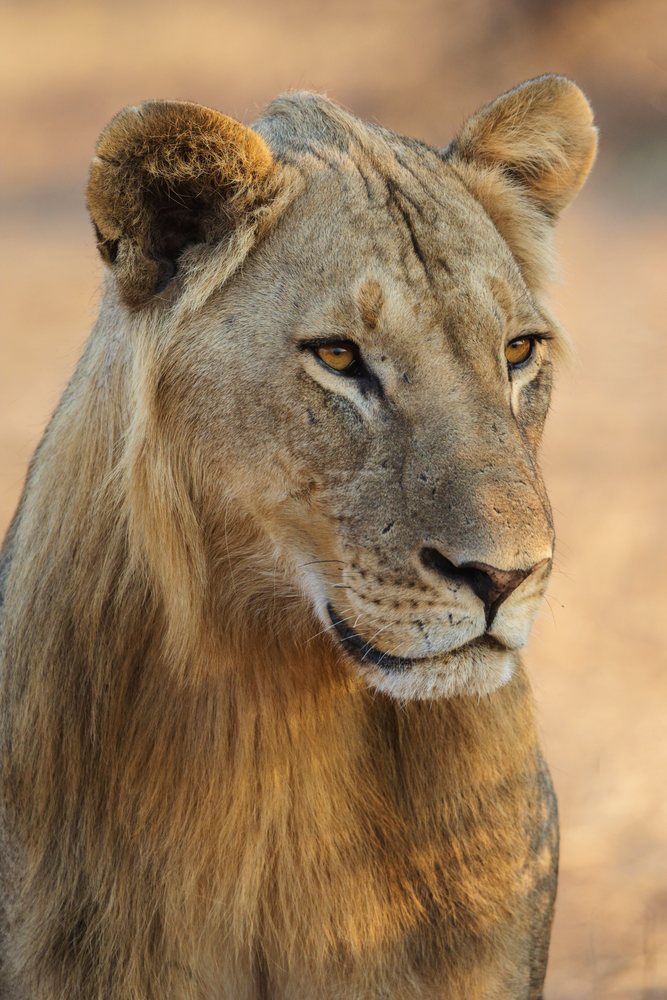 Close-up portrait of a juvenile Male Lion in a natural outdoor setting, Wildlife, Mfuwe, South Luangwa National Park, Zambia.