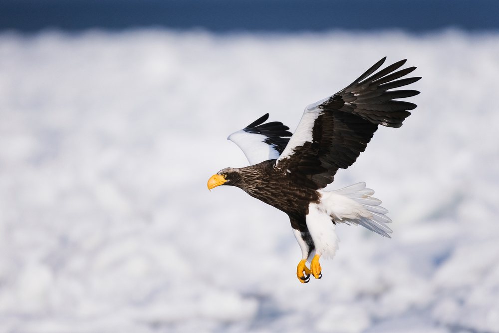 Steller's sea eagle in flight over a snowy landscape during winter, Japan, Asia.