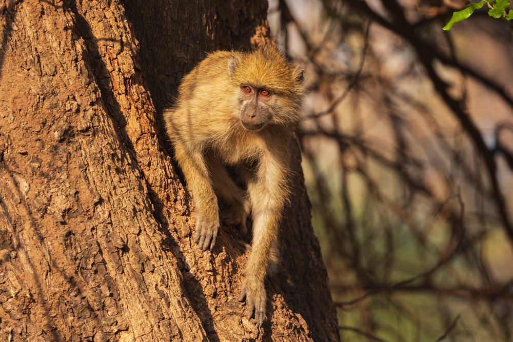 Juvenile Baboon climbing on a tree trunk in natural daylight, Zambia forest environment, Wildlife, Mfuwe, South Luangwa National Park.