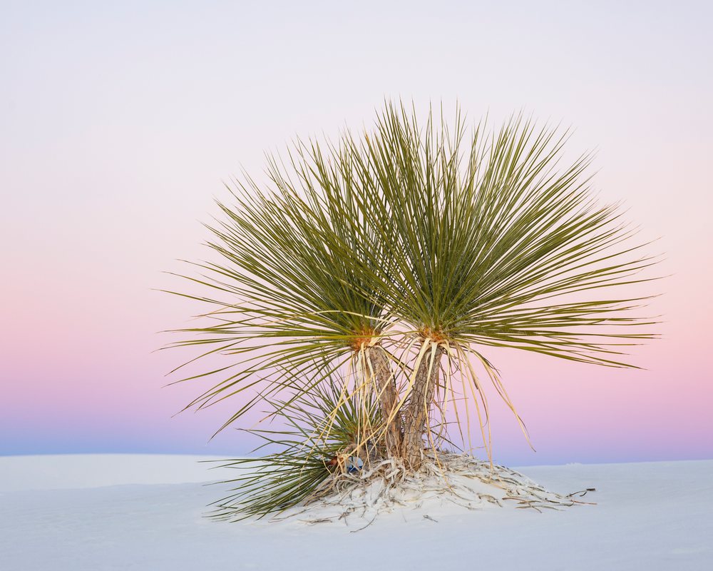 Soap Tree Yucca plant with spiky green leaves growing on a white sand dune at Dusk, landscape, wildlife, Alamogordo, New Mexico, USA.