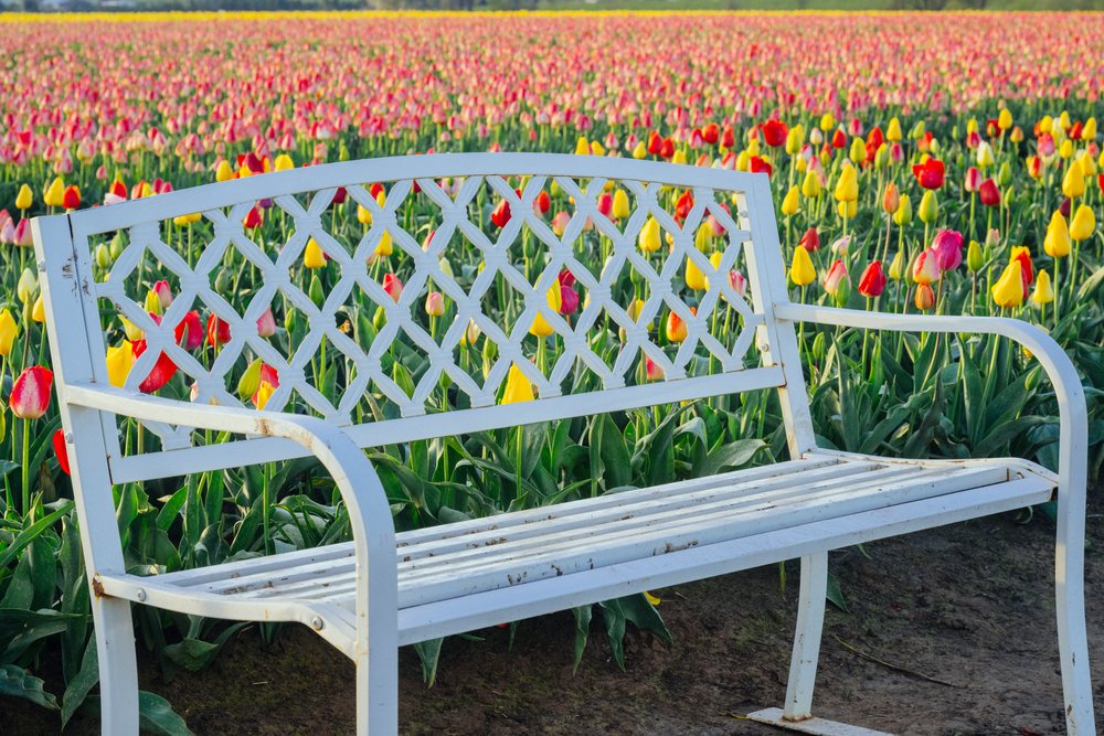 White metal bench positioned before a colorful field of tulip flowers in spring outdoors, USA.