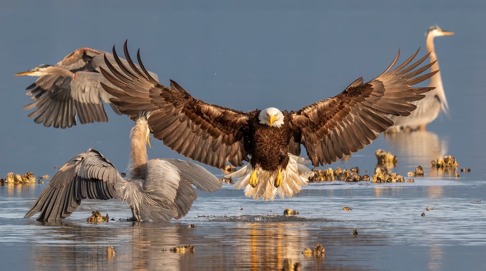 Bald eagle flying with wings spread low over water near multiple great blue herons in a natural wetland habitat, Washington State, USA.