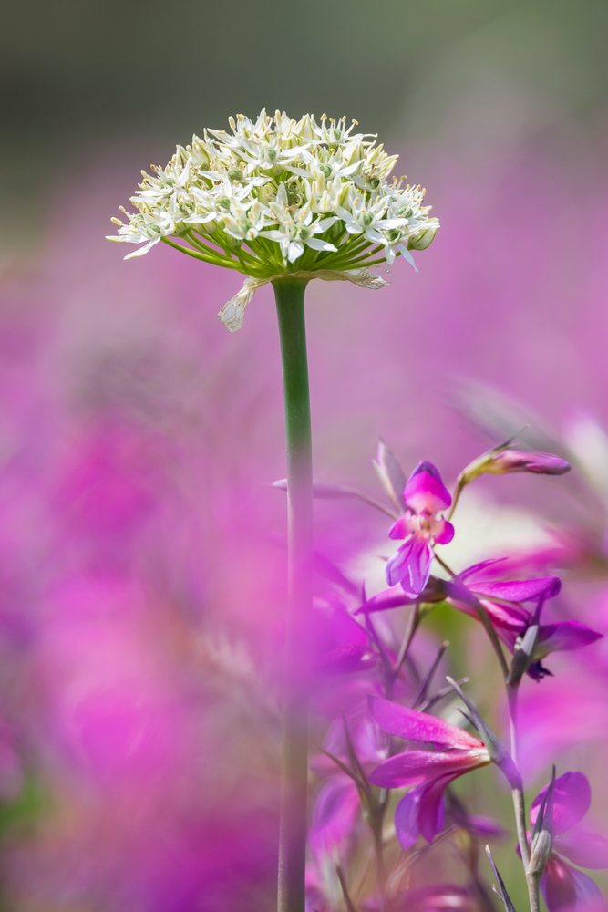 Black Garlic flower with white star-shaped blossoms and surrounding magenta Field Gladiolus blooms in a natural garden, Ricadi, Calabria, Italy.