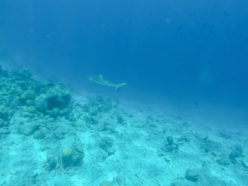 A shark swimming above a coral reef in clear blue water in the, Maldives.