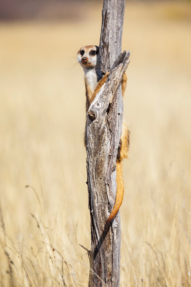 Meerkat standing upright on a weathered wooden post, Wildlife, Vanzylsrus, Northern Cape, South Africa.