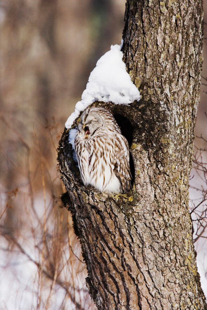 Ural owl yawns while perched inside a tree cavity in a snowy winter setting, Japan, Asia.