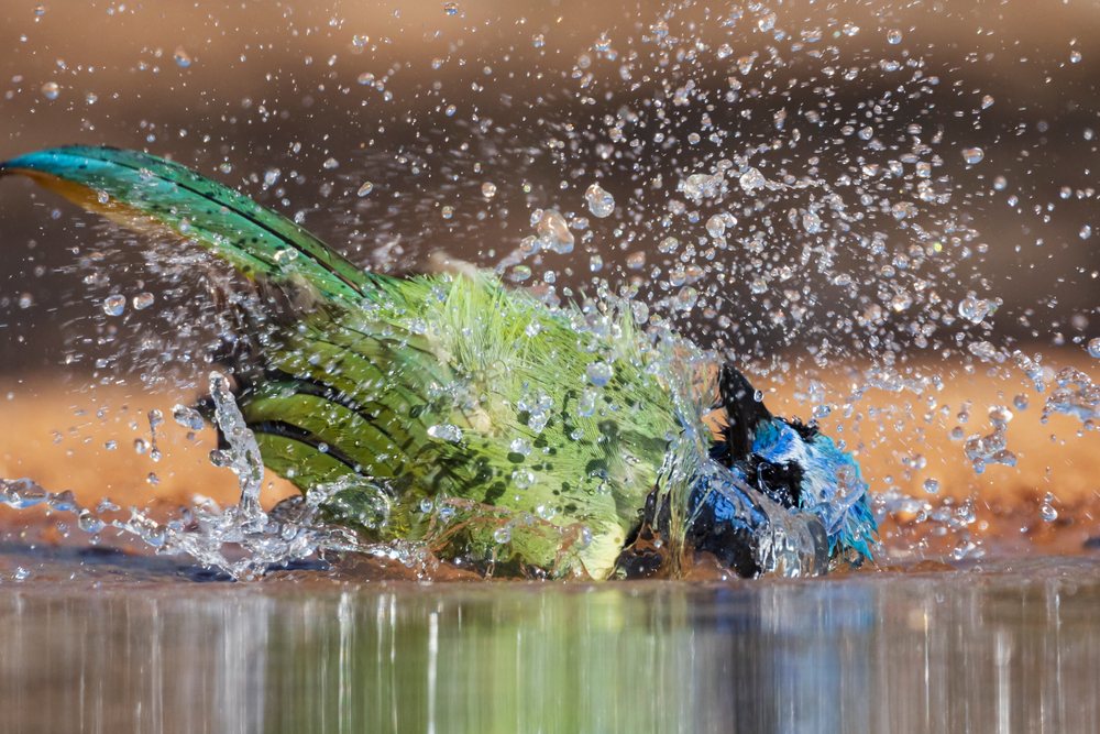 Green jay with wet, colorful feathers splashes and bathes in water at Santa Clara Ranch in South, Wildlife, McCook, Texas, USA.