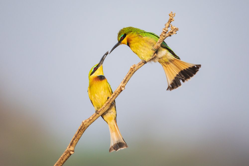 Two little bee-eaters perch on a tree branch, with one offering a Fly to the other, Wildlife, Mfuwe, South Luangwa National Park, Zambia.