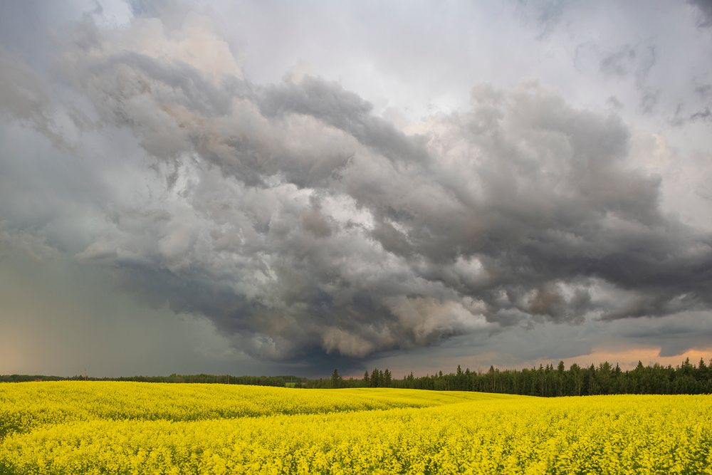 Severe Storm clouds gather over a yellow flowering Canola Field, Storm Chasing, Weather, Environment, Warburg, Alberta, Canada.