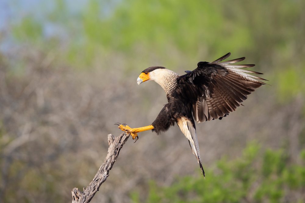 Crested caracara lands on a dead tree branch at Santa Clara Ranch, showing extended talons and spread wings in a natural outdoor setting, Wildlife, McCook, Texas, USA.