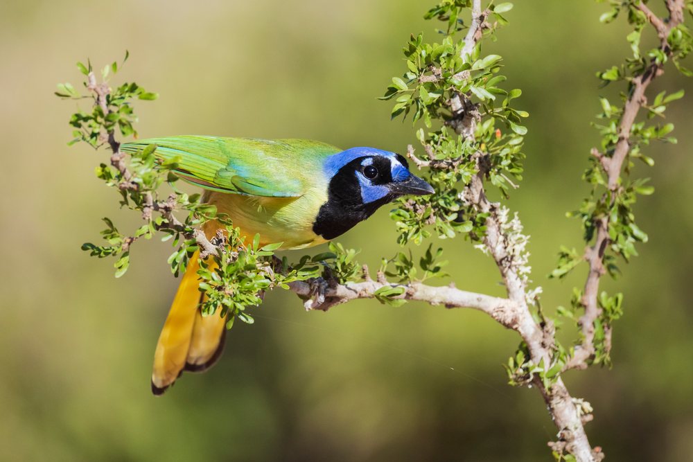 Green jay bird with distinctive blue head and yellow belly perched on leafy branch at Santa Clara Ranch, Wildlife, Rio Grande City, Texas, USA.