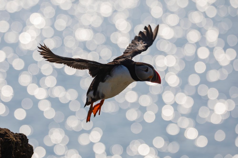 North Atlantic Puffin in flight with wings spread over sparkling ocean water, Newfoundland, with a rock cliff visible, Landscape, Cityscape, Lifestyle, Elliston, Newfoundland & Labrador, Canada.