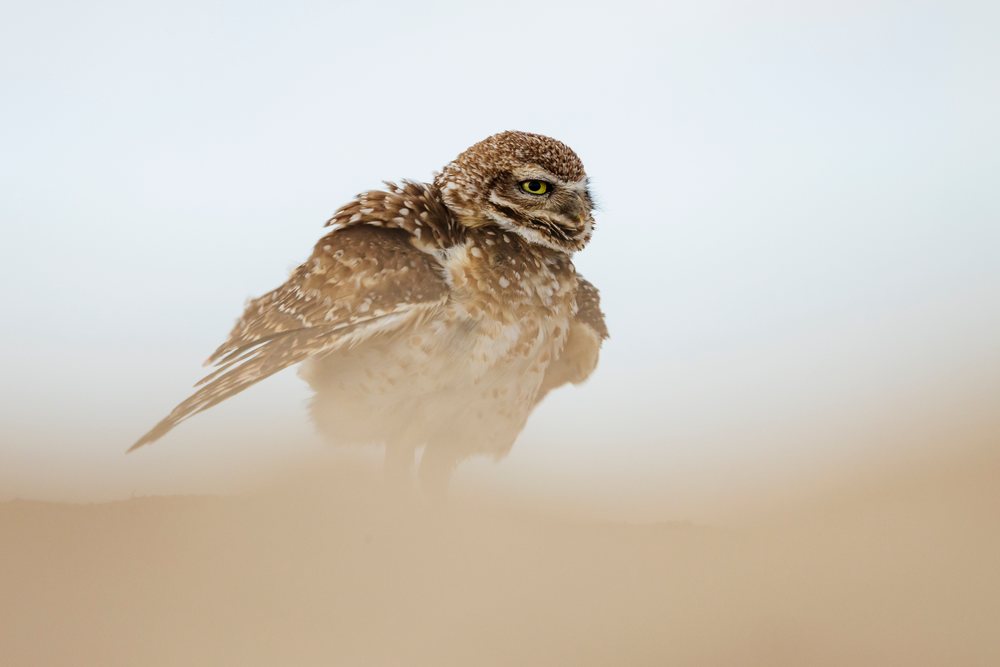Burrowing Owl with brown and white feathers perching in prairie grassland, Storm Chasing, Weather, Environment, Norton, Kansas, USA.