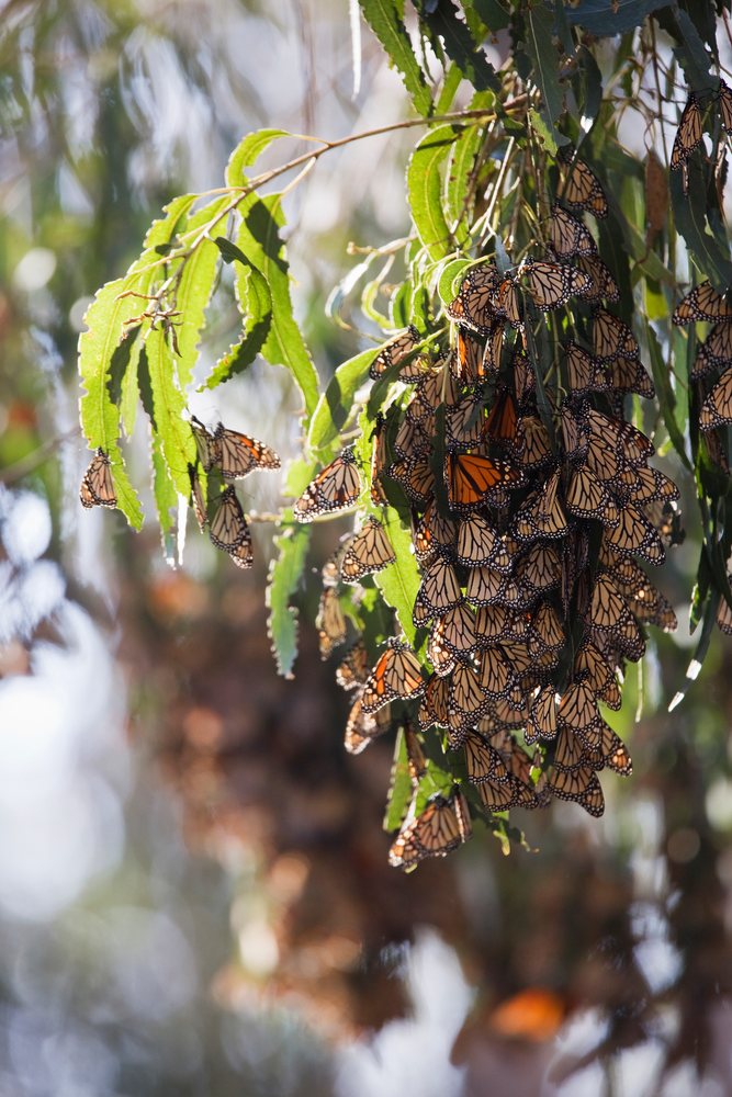 Cluster of monarch butterflies resting on green tree leaves in natural daylight outdoors.