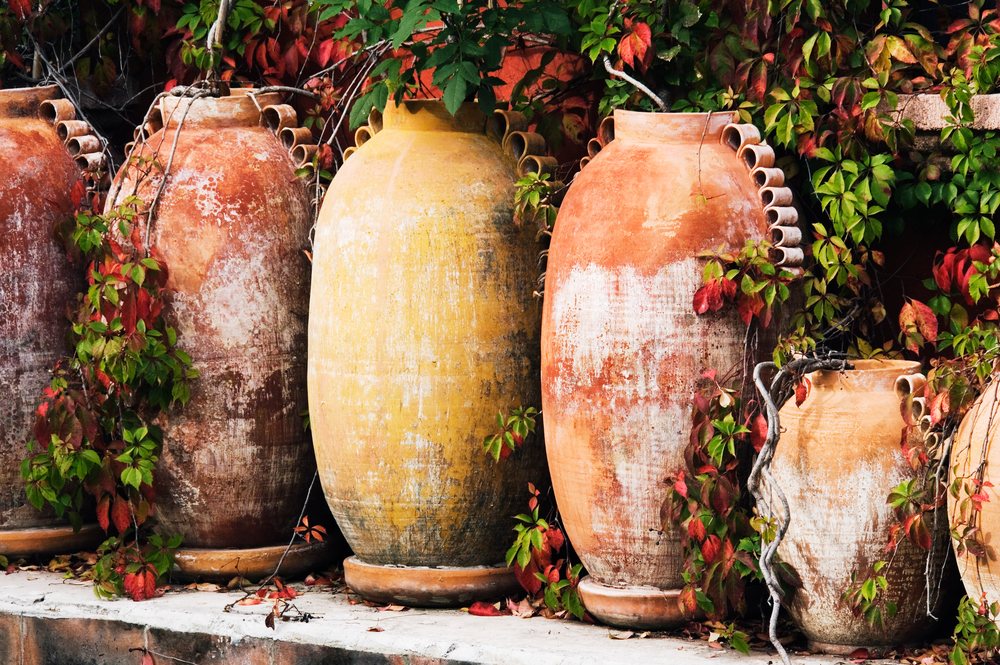 Five large terracotta planters with climbing ivy, San Miguel de Allende, Mexico.