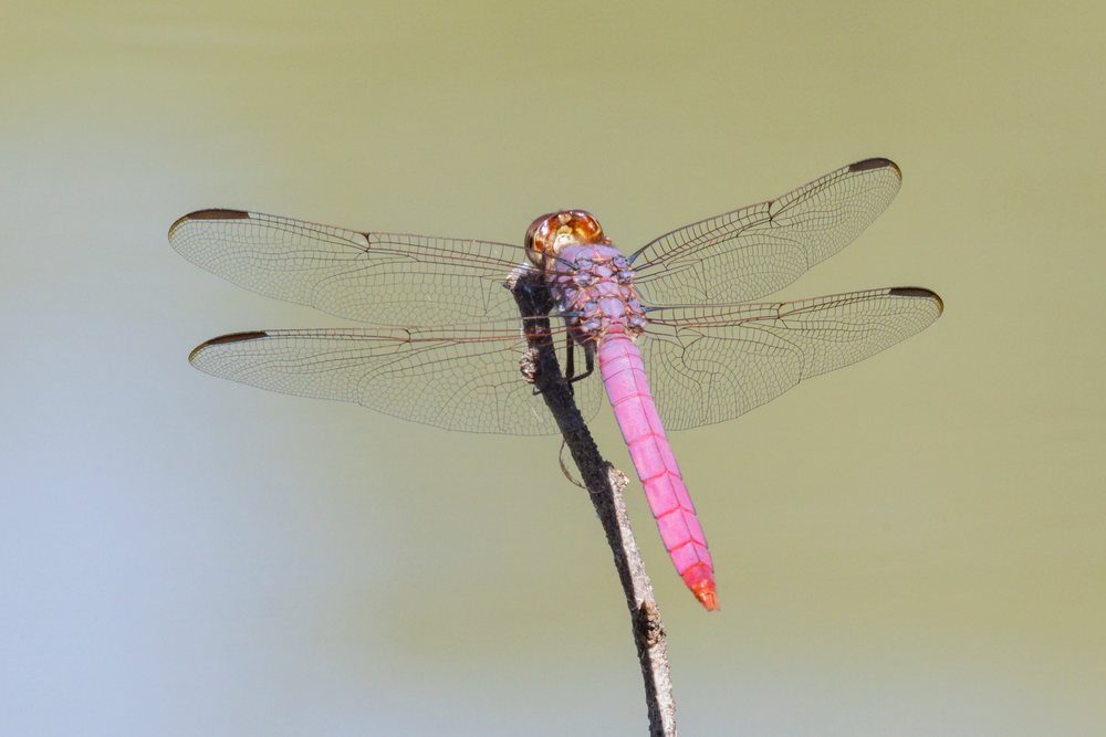 Roseate Skimmer Dragonfly perched on a brown stick in natural outdoor environment, Wildlife, Rio Grande Valley, Texas, USA.