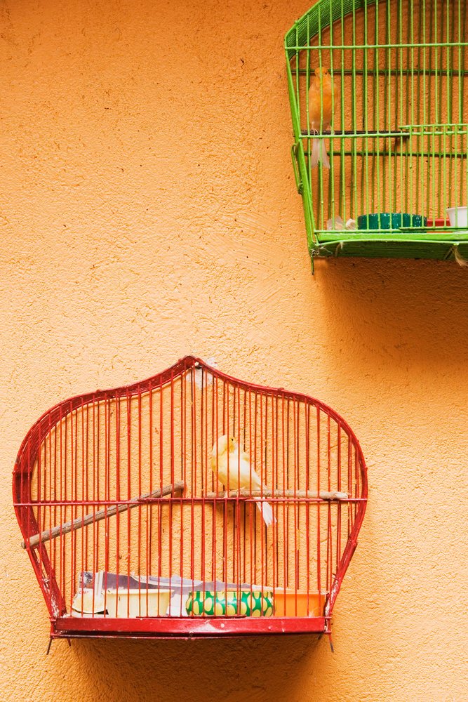 Two hanging birdcages, one red and one green, each containing a perched yellow bird against an orange wall indoors.