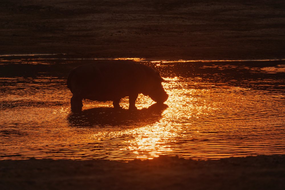 Hippo standing in the Luangwa River at Sunset, Wildlife, Mfuwe, South Luangwa National Park, Zambia.