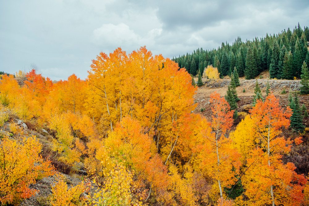 Vibrant yellow and orange aspen trees populate a rocky mountain slope, under a cloudy autumn sky, fall colors, Durango, Colorado, USA.