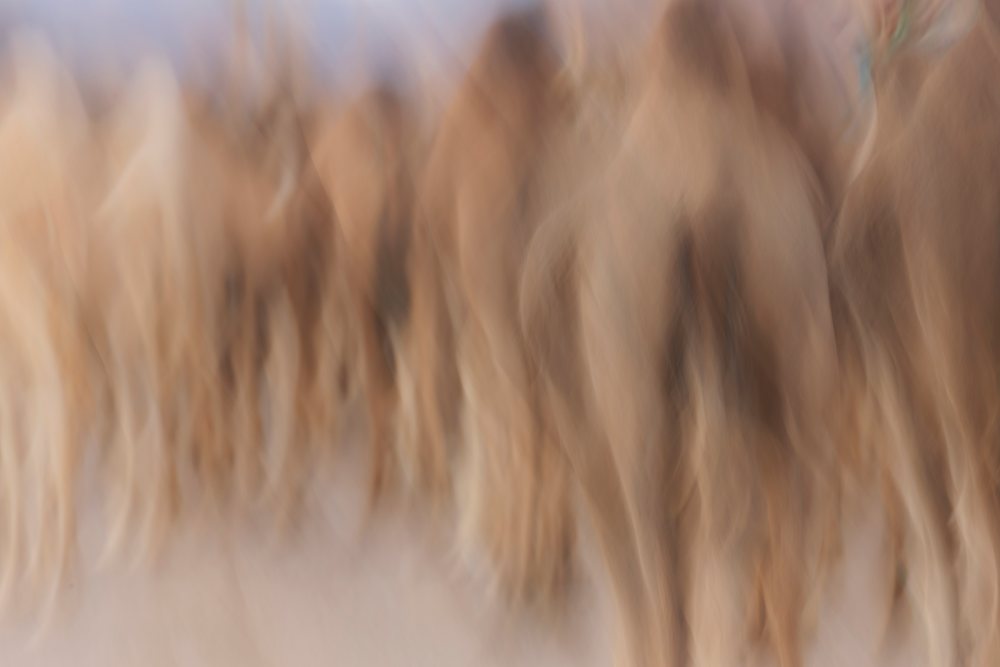 Rear end view of a Herd of Camels captured with intentional camera movement in the desert of, Lifestyle, Landscape, Culture, Zagora, Province, Morocco.