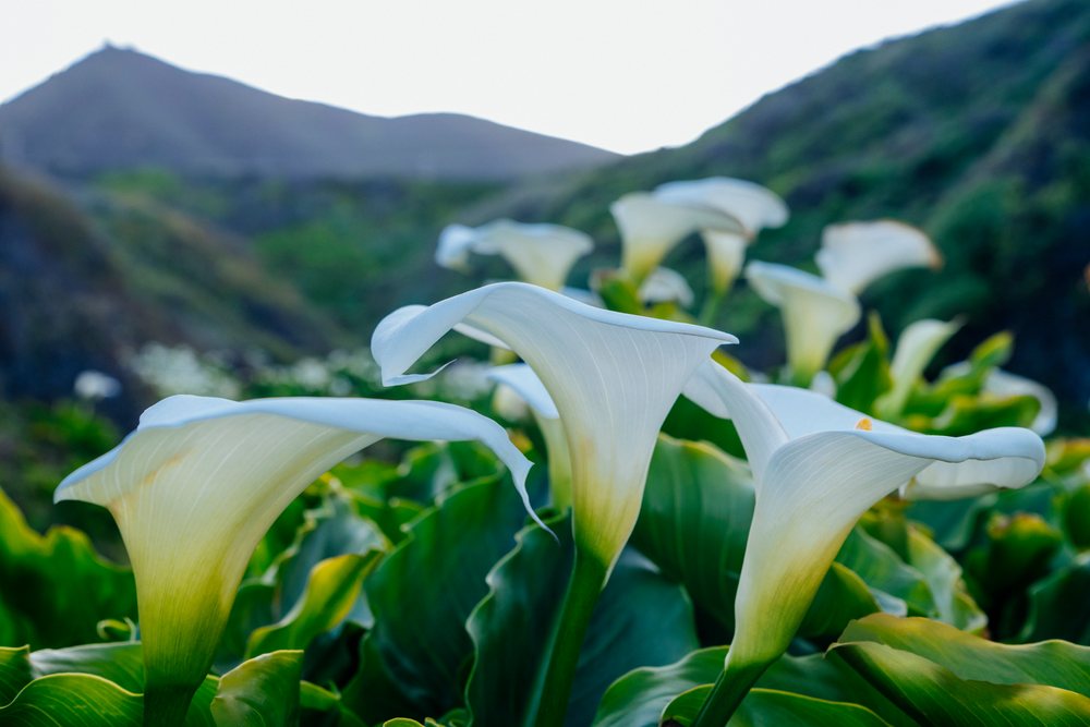 White calla lily flowers blooming among green leaves with mountainous terrain, during daytime, Garrapata State Park, California, USA.