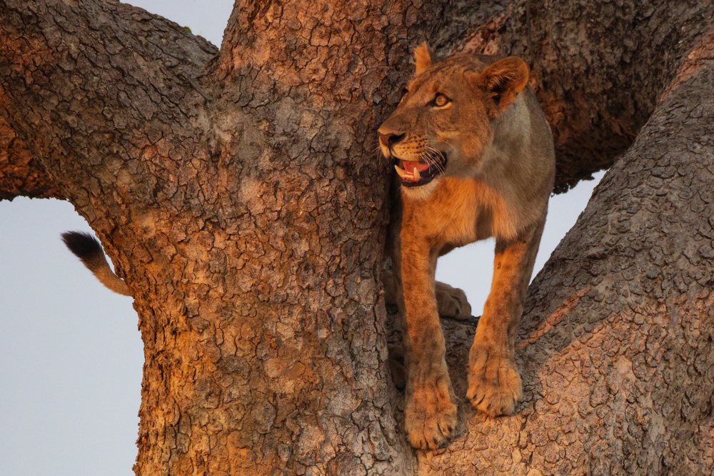 Juvenile Lion perched in a large Tree under warm sunlight, Wildlife, Mfuwe, South Luangwa National Park, Zambia.