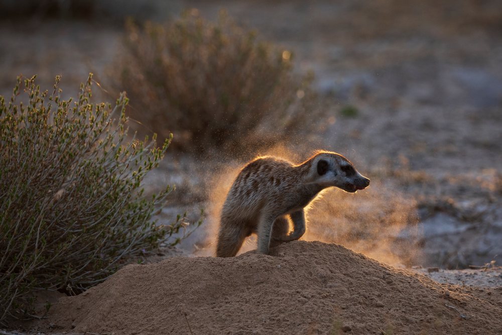 Meerkat stands on a sand mound shaking off dust beside a bush in the Kalahari Desert at the Kalahari Research Center, Wildlife, Vanzylsrus, Northern Cape, South Africa.