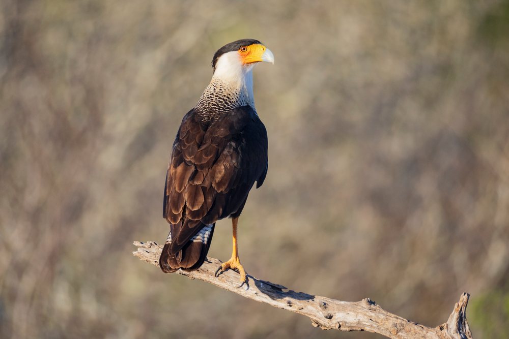 Crested Caracara bird with orange beak and white neck perched on a branch at Santa Clara Ranch, South, Wildlife, McCook, Texas, USA.