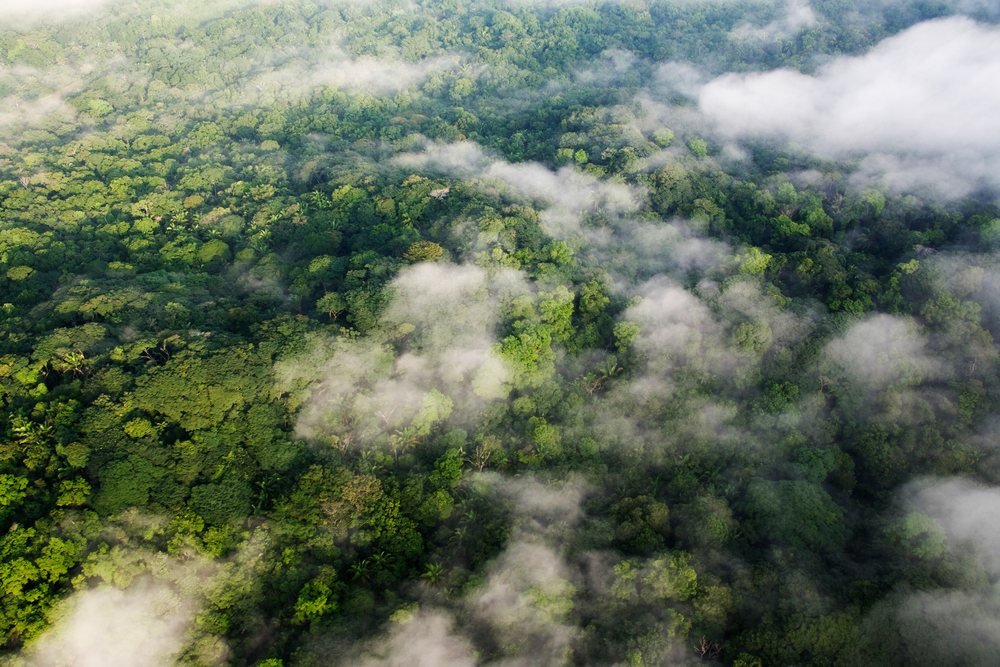 Aerial view of a dense tropical rainforest canopy with fog drifting over lush greenery.