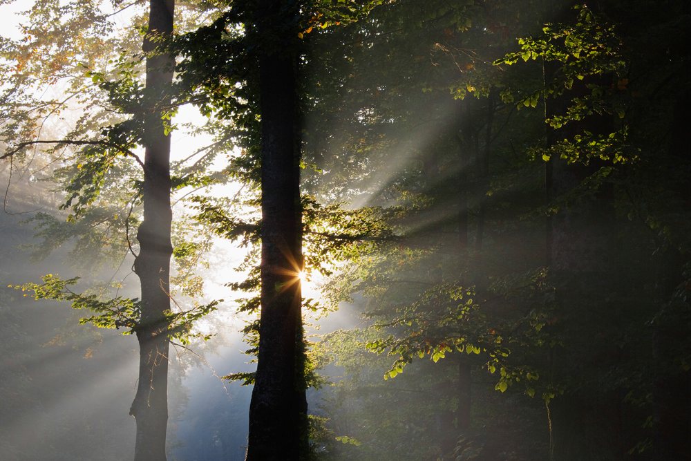 Sunlight streams through green leafy branches in a misty forest on a calm morning.