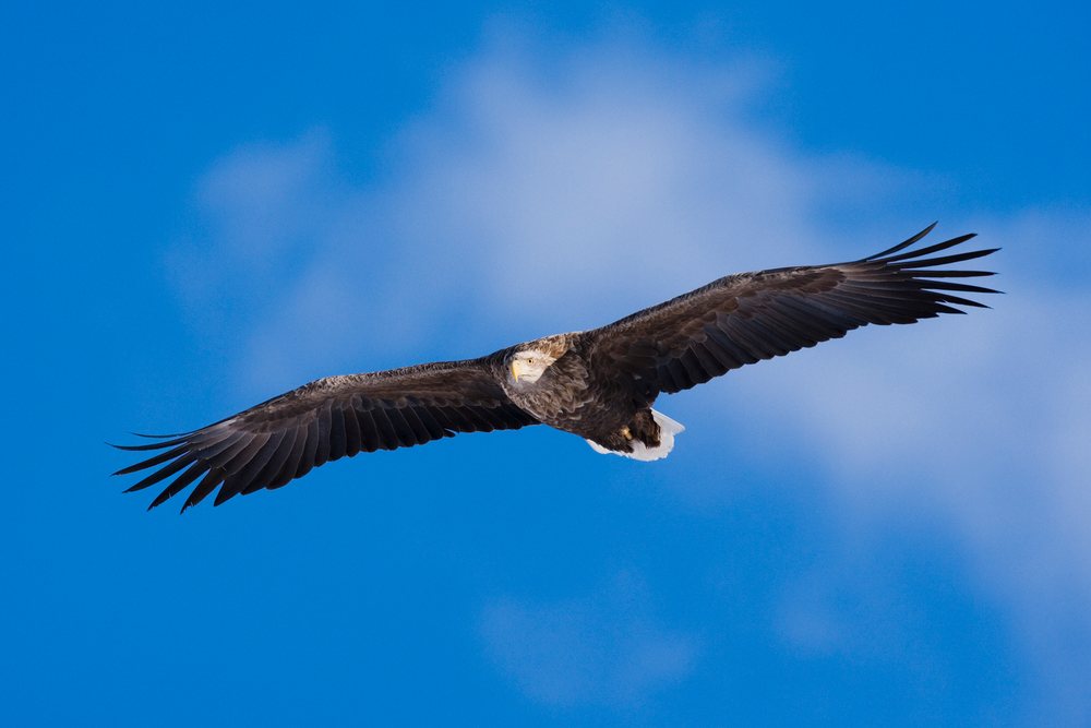 White-tailed eagle with wings fully spread flying against a blue sky with clouds, Hokkaido, Japan.