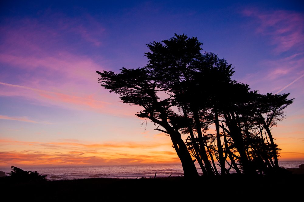 Silhouetted trees along the Pacific Ocean coastline at sunset with colorful pink and purple clouds in the sky in northern Oregon and, California, USA.