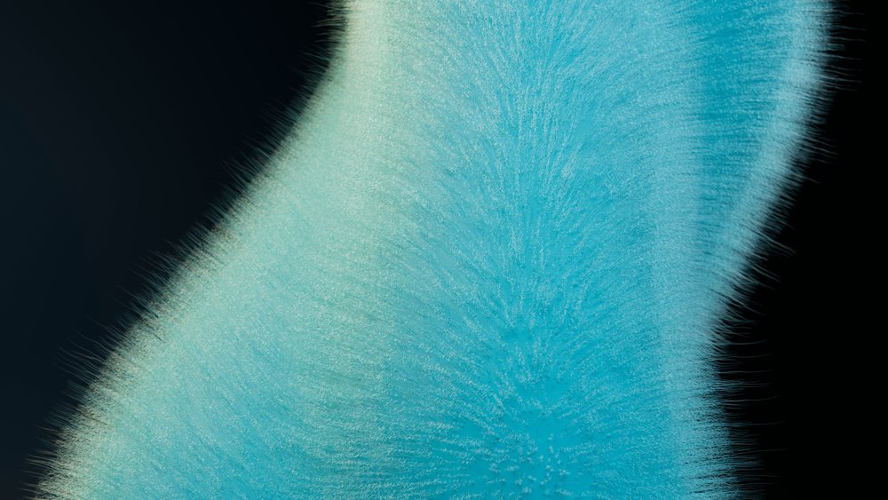 Close-up of a blue feather showing fine strands and delicate texture against a dark background.