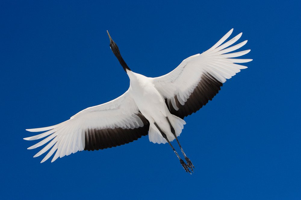 Red crowned crane flying with outstretched wings against a clear blue sky.