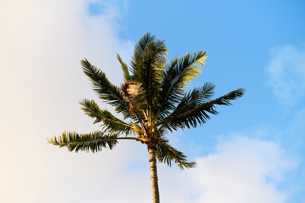 Single palm tree with sunlit green fronds standing against a blue sky with light clouds, Oahu, Hawaii, USA.