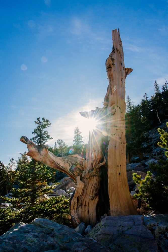 Dead tree trunk illuminated by sunlight in rocky mountain forest terrain with clear blue sky, Great Basin, endorheic watersheds, North America, USA.