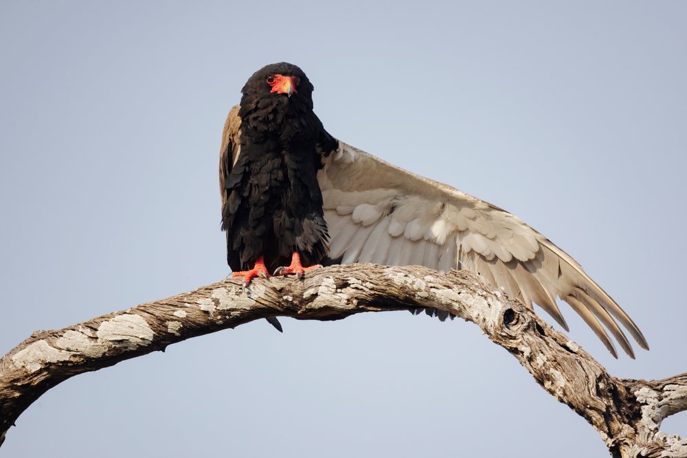Bataleur eagle perched on a tree branch stretching its wing in natural outdoor habitat, Wildlife, Mfuwe, South Luangwa National Park, Zambia.