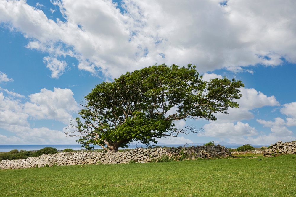 Wind blown Oak Tree growing beside a stone wall in a grassy rural field under a partly cloudy sky, Landscape, Talybont, Gwynedd, Wales.