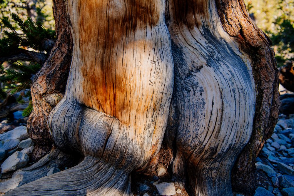 Gnarled tree trunk with textured bark and roots on rocky ground in a natural outdoor setting, Great Basin, endorheic watersheds, North America, USA.