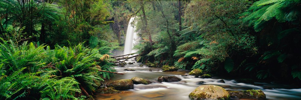 Waterfall flowing into a river surrounded by dense ferns and forest, Hopetoun Falls Otway National Park Victoria, Australia.