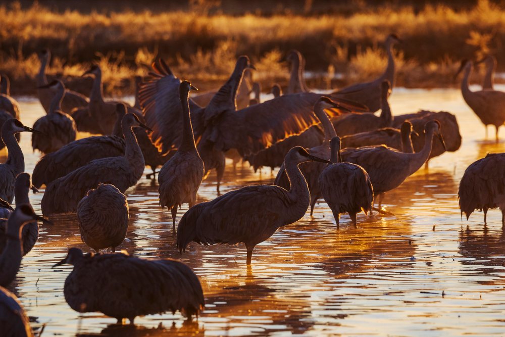 Sandhill Cranes wade and stand in shallow water under Golden Backlight at Ladd S Gordon Waterfowl Complex, New Mexico wetlands, landscape, wildlife, Bernardo Waterfowl Management Ar, USA.